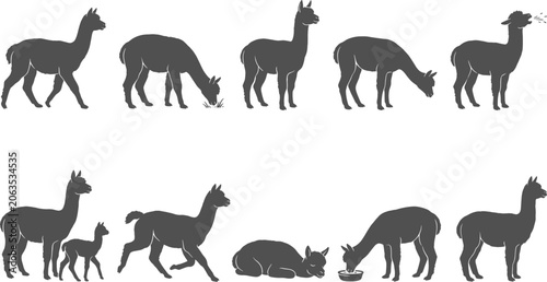 Foto Alpaca llama silhouettes depicting walking grazing spitting and resting behavior