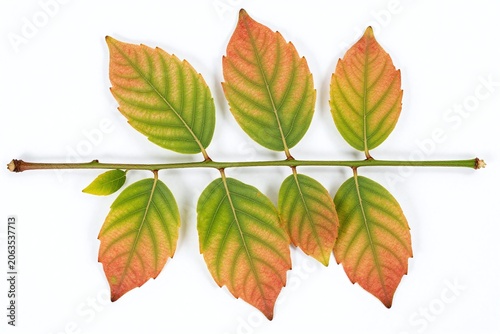 A branch of a tree with green leaves on a white background