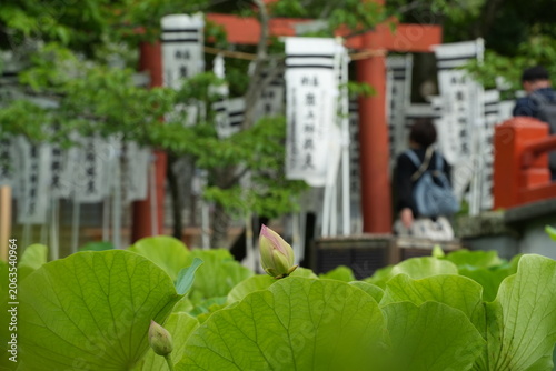 源平池に浮かぶ蓮のつぼみ 鎌倉 