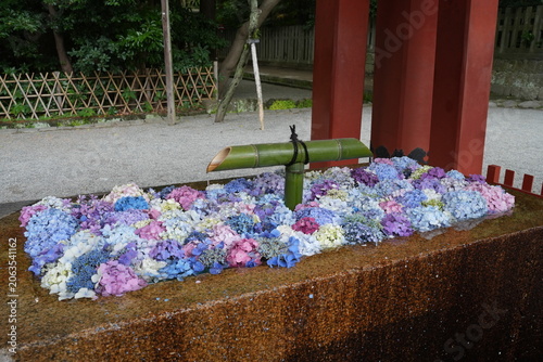 花手水 神社  鎌倉 