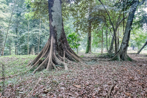Φωτογραφία Wide forest scene with colossal roots for biodiversity stories