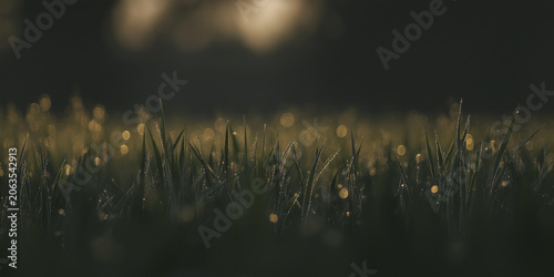 sunset in the grass with dew