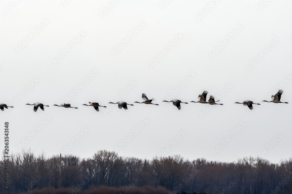 Fototapeta premium A flock of cranes flies in a V-shaped formation across a pale sky over a bare tree line. Birds migrate south during autumn showing organized travel and natural beauty. Animal group journey in flight.