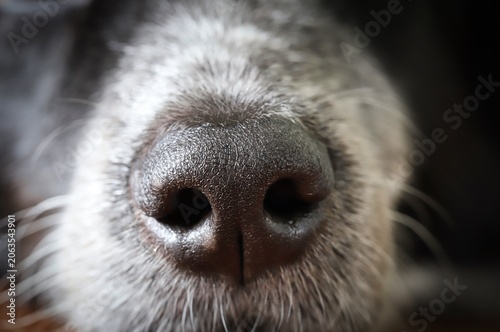 A close up shot of a Border Collie mix dog's wet black nose in natural light.