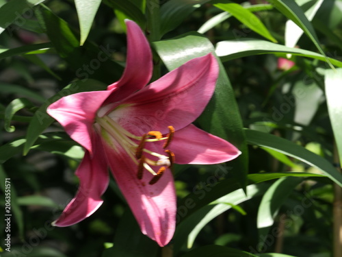 ユリの花