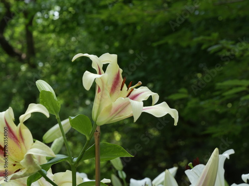 ユリの花