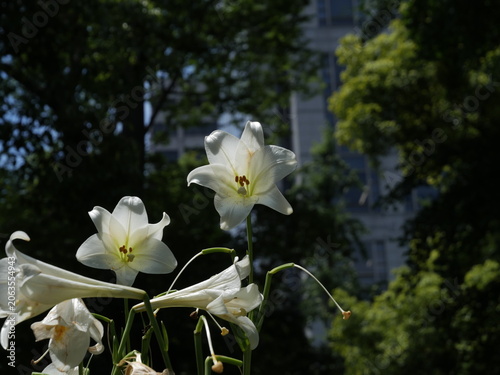 ユリの花