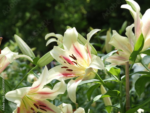 ユリの花