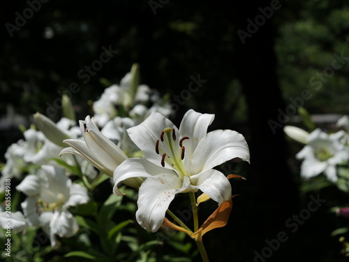 公園で咲いているユリの花