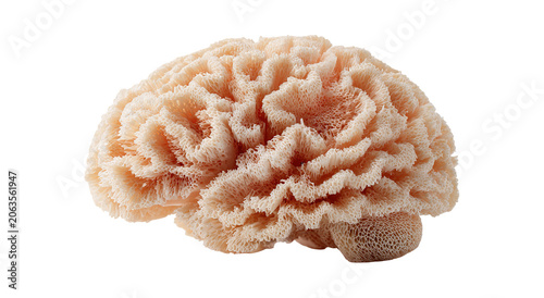 Conceptual image of a large stone in the shape of the human brain