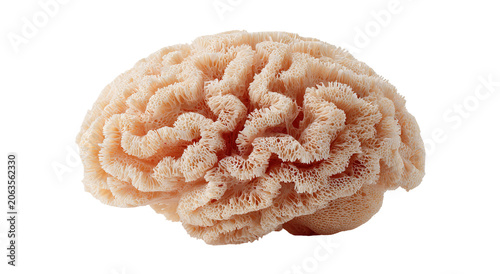 Conceptual image of a large stone in the shape of the human brain
