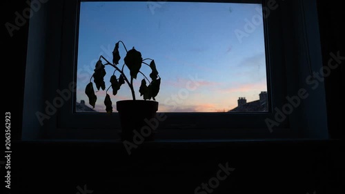 A withered houseplant silhouette against a sunset window background.