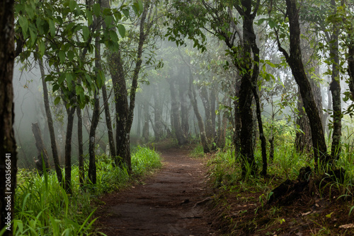 Картината върху платно Rainforest mist creates a fresh vibe
