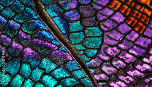 фотографія Macro close up of a dragonfly wing showing intricate iridescent blue and purple