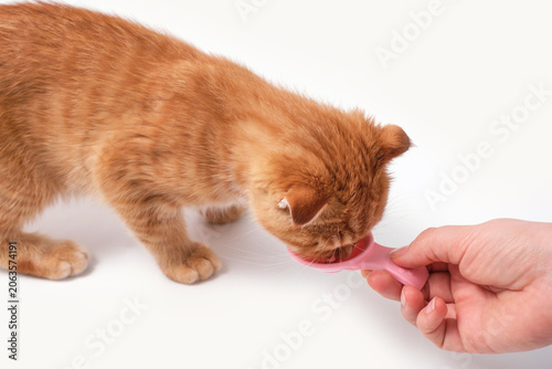 A woman's hand feeds a tabby ginger kitten from a pink plastic spoon, side view, on white background.
