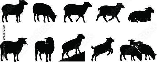 Photos Collection of various sheep silhouettes in different poses and actions on white