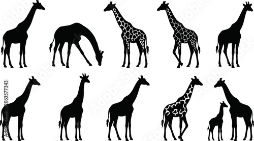 Foto Giraffe silhouettes in various poses on white background