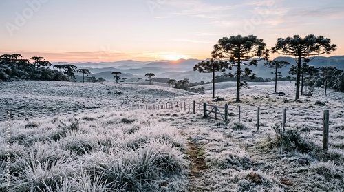 Landscape of the Serra Catarinense, southern Brazil, covered in frost during a bitterly cold dawn.