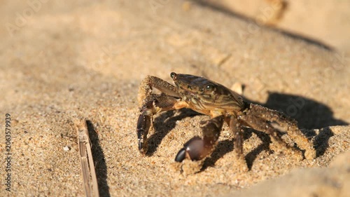 Black Sea crab. Arthropods moves across the sand, seeks shelter, hides and runs away. Traces of crab legs on the sand.