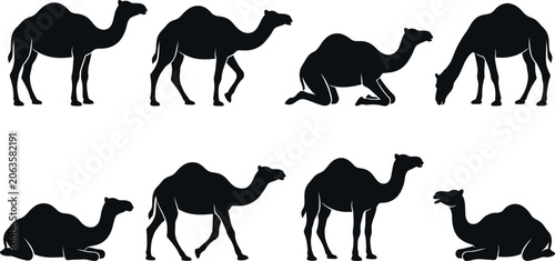 Canvas-taulu Set of black silhouette camels in different positions and movements on white bac