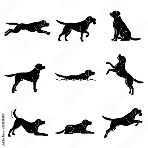 Labrador Retriever Dynamic and Resting Poses Vector Silhouettes illustration