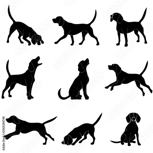 Beagle Sniffing and Hunting Poses Vector Silhouettes illustration
