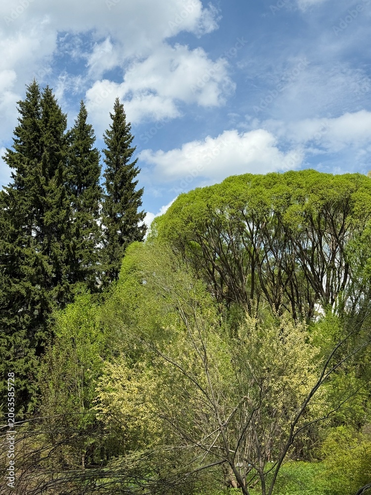 Fototapeta premium Beautiful trees in a park, scenic landscape with lush greenery, peaceful atmosphere and natural environment, ideal for relaxation and nature background themes.