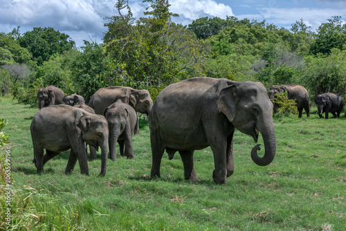 HABARANA, SRI LANKA - JUNE 09, 2026 : A herd of wild elephants emerge from bushland to graze on lush grass within Minneriya National Park in central Sri Lanka.