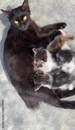 black and white cat feeding milks from their mom