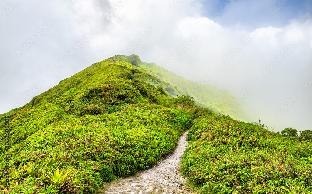 Fototapeta premium Lush green hiking trail along the ridge of Mount Pelee volcano under a cloudy sky in Martinique, Caribbean France