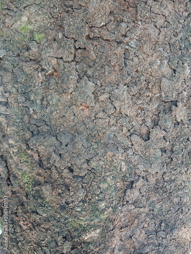 Weathered Tree Bark Texture Vertical Background with Natural Cracked Wood Pattern and Moss Details