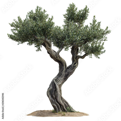 Ancient twisted olive tree with lush green foliage isolated on white background
