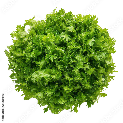 Fresh vibrant green curly parsley a culinary herb isolated view isolated on white background
