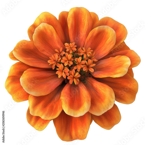 Vibrant orange zinnia blossom with detailed petal texture and central florets isolated on white background