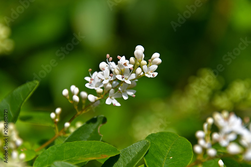 Obraz na plátne ゴムに似た香りがするプリベットの花