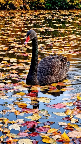 Black swan swimming in autumn lake.