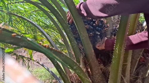 A side view of a plantation laborer reaching his hands into the thick fronds to manually handle or harvest a dark oil palm fruit bunch from the tree.