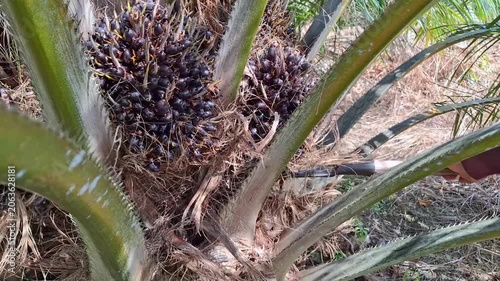 Close up action of an agricultural worker harvesting a ripe oil palm fresh fruit bunch from the tree branch using a harvesting sickle.