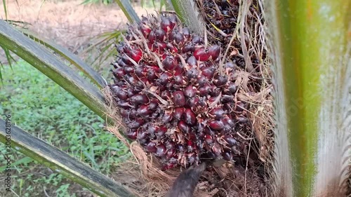 Close up shot of a worker's hand using a sharp chisel tool to cut and harvest a ripe reddish-oil palm fruit bunch from the tree.