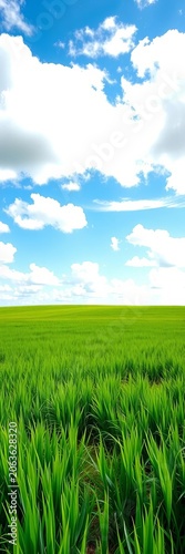 Lush green meadow stretches to the horizon, meeting a brilliant blue sky with white clouds, nature, picturesque