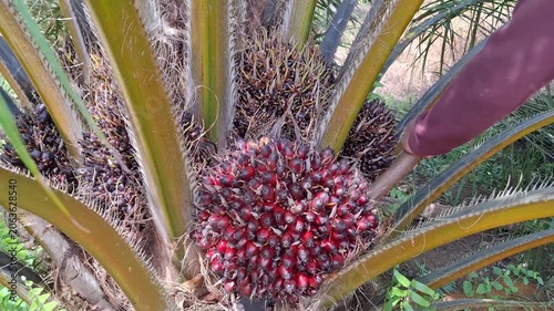 High angle shot of a plantation worker using a harvesting pole tool to cut a vibrant red and ripe oil palm fruit bunch from a tree.