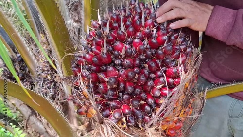 A close-up shot of a plantation worker using his hands to lift and check a fresh, ripe red oil palm fruit bunch directly from the tree trunk.