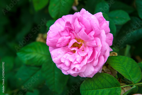 Pink rose flower blooming in a garden. Close-up of a fragrant blossom with green leaves. Nature background for floral design and botanical concept.