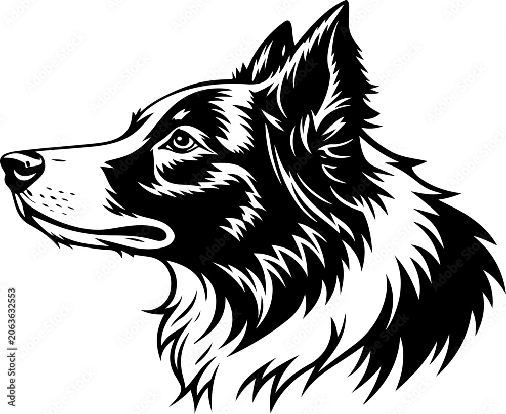Fototapeta premium Border Collie vector illustration