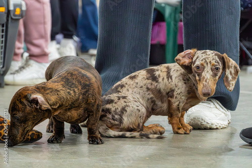 Two Dachshunds, one black and tan, the other white with brown spots, in a dog show Both attentive, one facing the viewer directly, the other profile Indoor setting with blurred figures of people in