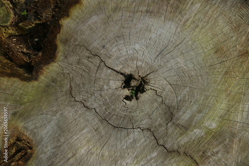 Top down detailed view of the weathered texture on a circular tree stump showing age rings and deep structural cracks in the natural wood surface