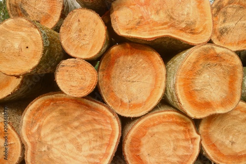 Stacked cut timber logs displaying organic annual growth rings and natural wood grain texture representing sustainable forestry industry concepts