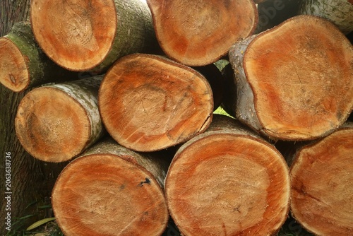 Close-up of freshly cut timber logs, revealing warm reddish-brown cross-sections, intricate tree rings, and rich natural textures. Captures raw wood material essence