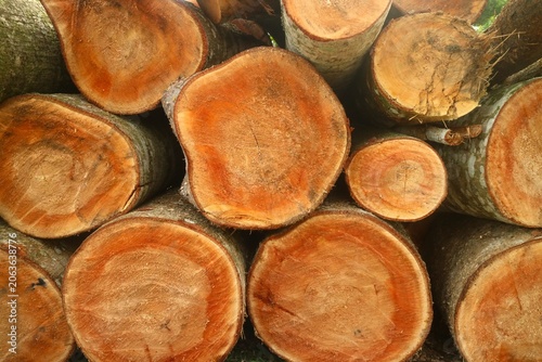 Close-up of a tightly stacked pile of freshly cut logs, showcasing their distinct natural wood grain, concentric growth rings, and warm, organic textures