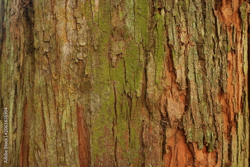 Close up texture of rough brown tree bark with green moss and natural vertical ridges in a forest setting for background wallpaper